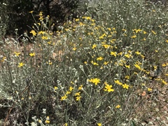 Eriophyllum jepsonii