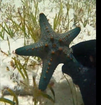 Pentaceraster from 坦桑尼亚鲁菲吉河 on October 14, 2021 at 1118 AM by