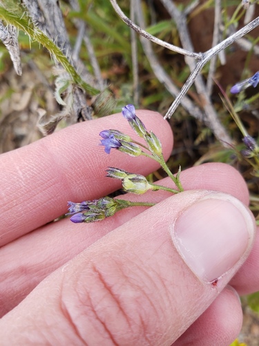Little gilia (Gilia minor)