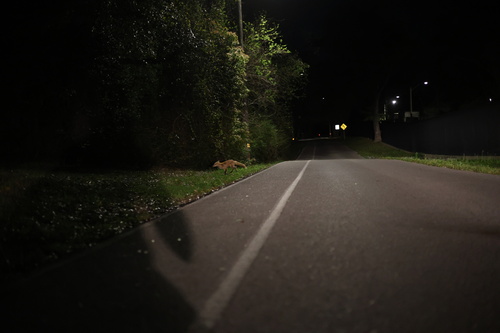 Red Fox photographed in Mississippi
