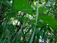 Phylloxera caryaegummosa