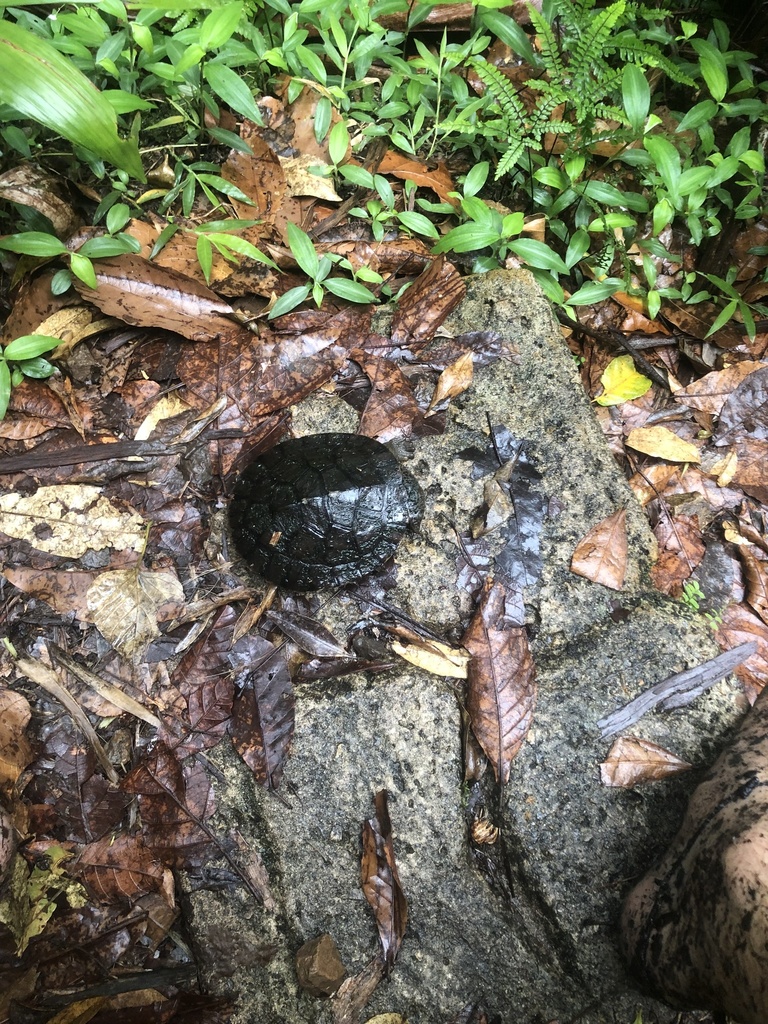 A closer look at Cricket Gut Loading For Side Necked Turtle Food