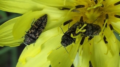 Acmaeodera neglecta