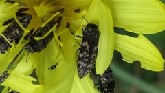 Acmaeodera neglecta