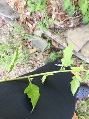 Mentzelia oligosperma