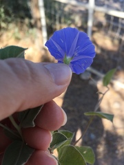 Jacquemontia abutiloides