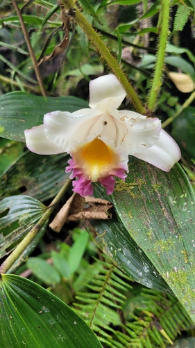 Sobralia ecuadorana, photograph 2