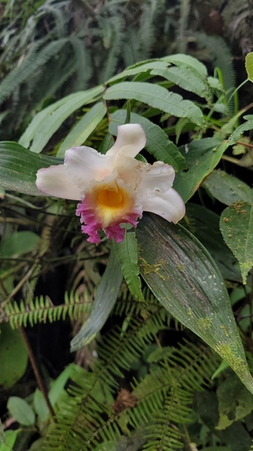 Sobralia ecuadorana, photograph 3