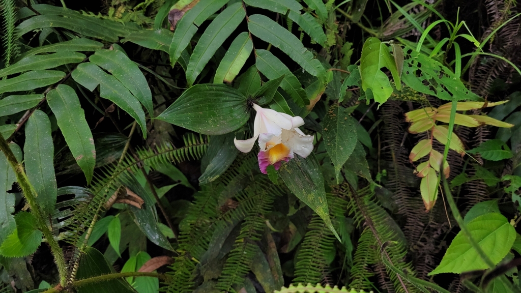 Sobralia ecuadorana; photograph (c) Frank Dietze, some rights reserved (CC BY)