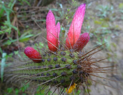 Cleistocactus candelilla (Cleistocactus candelilla)