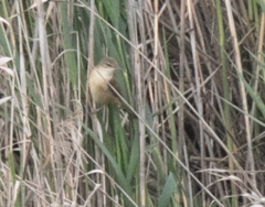 Locustella luscinioides