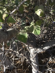 Jacquemontia abutiloides