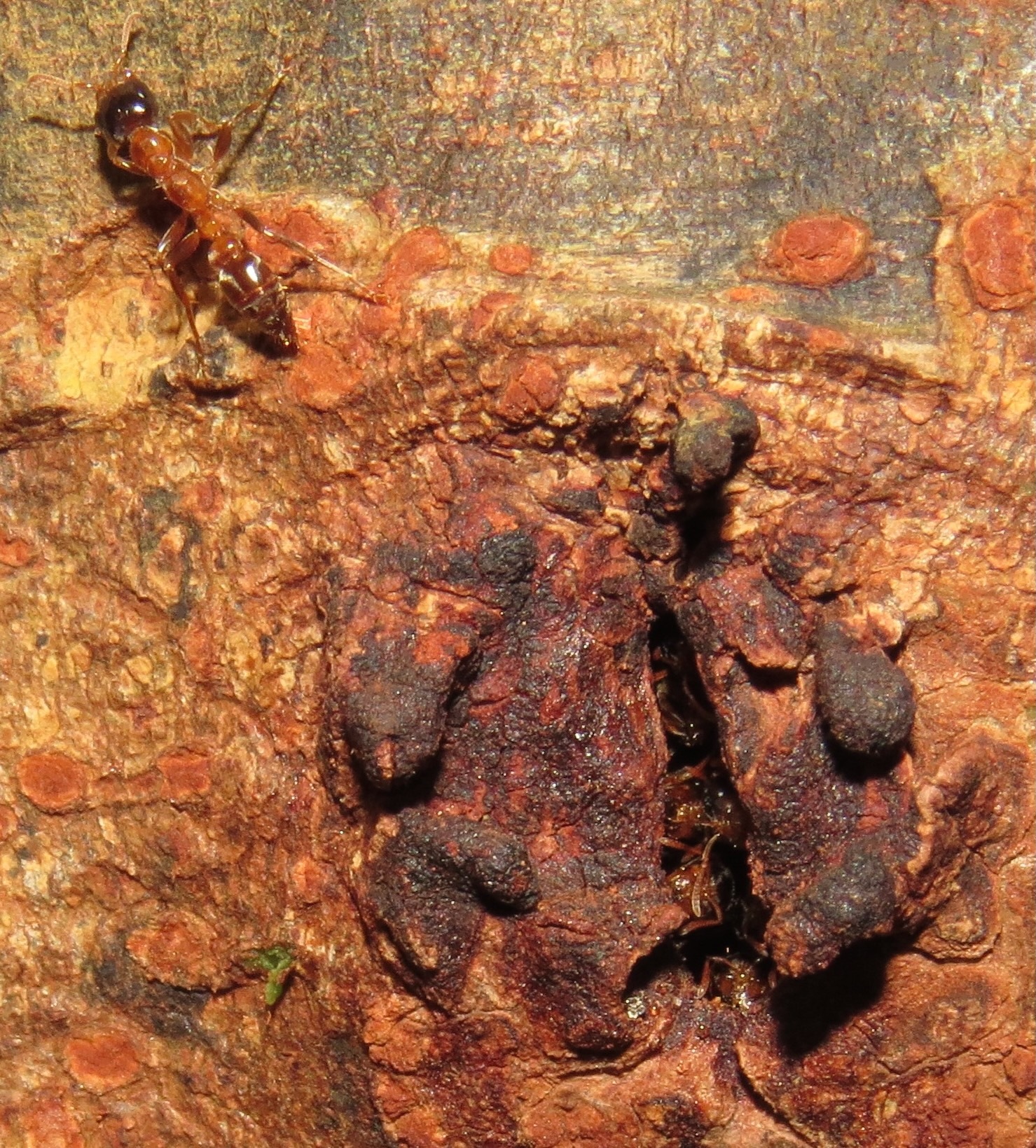Pseudomyrmex triplarinus