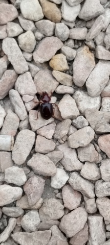 Heteracantha depressa