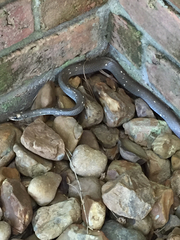 Coluber constrictor anthicus