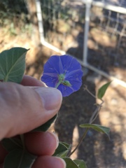 Jacquemontia abutiloides