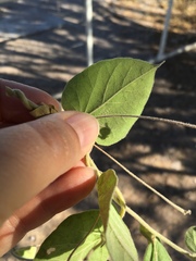 Jacquemontia abutiloides