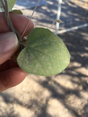 Jacquemontia abutiloides