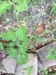 Mentzelia oligosperma