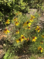 Helenium amarum badium