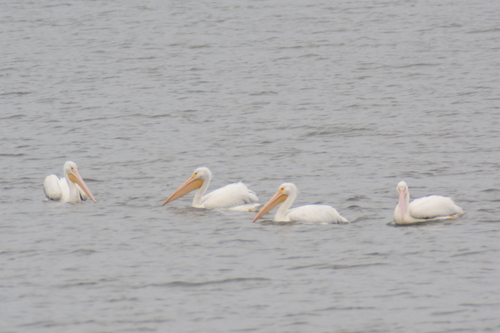 American White Pelican photographed in Tennessee