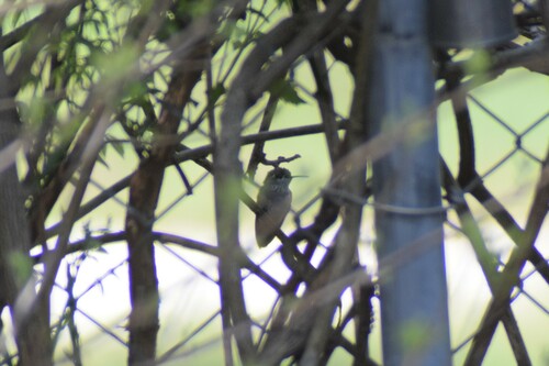 Calliope Hummingbird photographed in Alabama