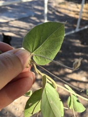 Jacquemontia abutiloides