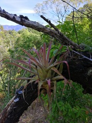 Tillandsia borealis