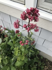 Centranthus