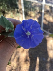 Jacquemontia abutiloides