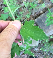 Mentzelia oligosperma