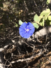 Jacquemontia abutiloides