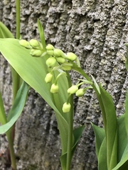 Convallaria majalis