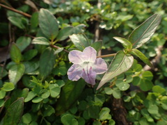 Ruellia repens
