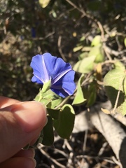 Jacquemontia abutiloides