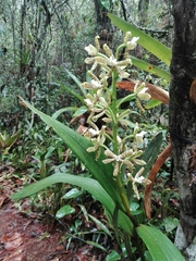 Prosthechea vespa
