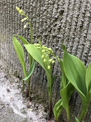 Convallaria majalis