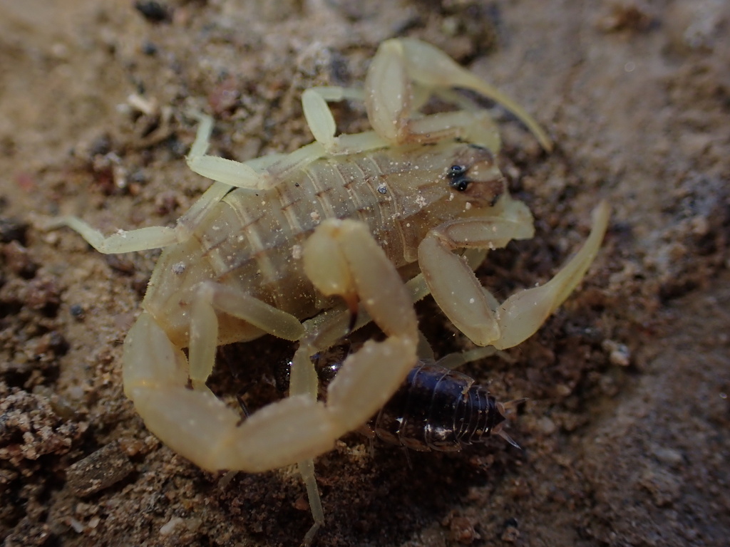 Compsobuthus jakesi