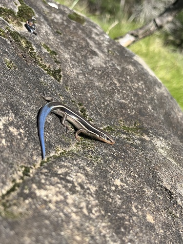 Western Skink, Curry County, US-OR, US, photo 8 of 10