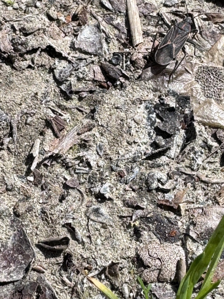 Western boxelder bug from tilden nature area orinda ca us on march