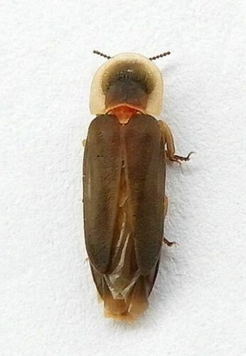 Dilated glow-worm