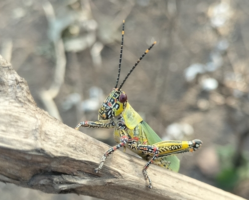 Variegated grasshopper