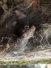Poecile carolinensis