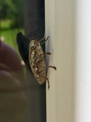 Texania fulleri