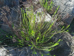 Phylica cephalantha