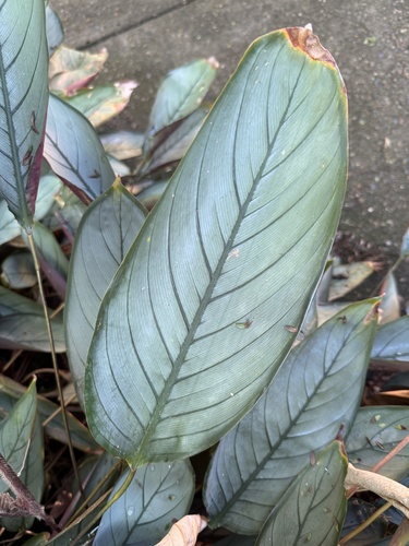 Ctenanthe oppenheimiana