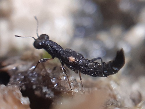 Stenus maculiger
