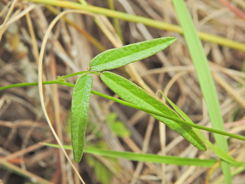 Image of Desmodium varians by (c) Scott W. Gavins, some rights reserved (CC BY)