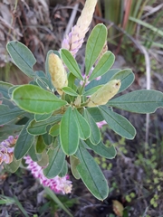Indigofera cytisoides