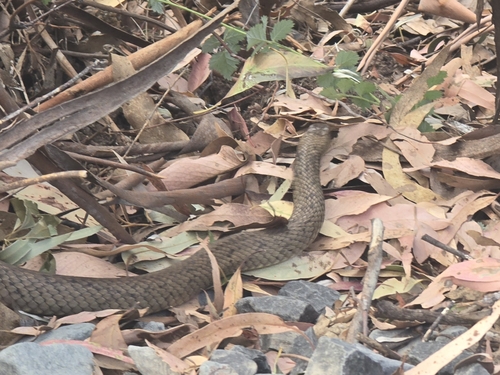 Eastern Brown Snake sighting